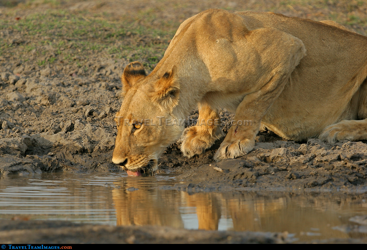 Lioness Drinking