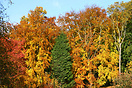 Autumn foliage, Oban in the west of Scotland