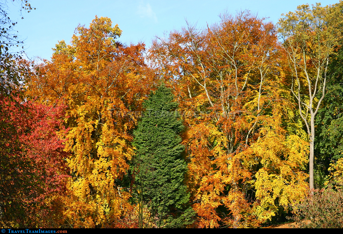Autumn Colours
