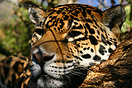 Leopard, Edinburgh Zoo