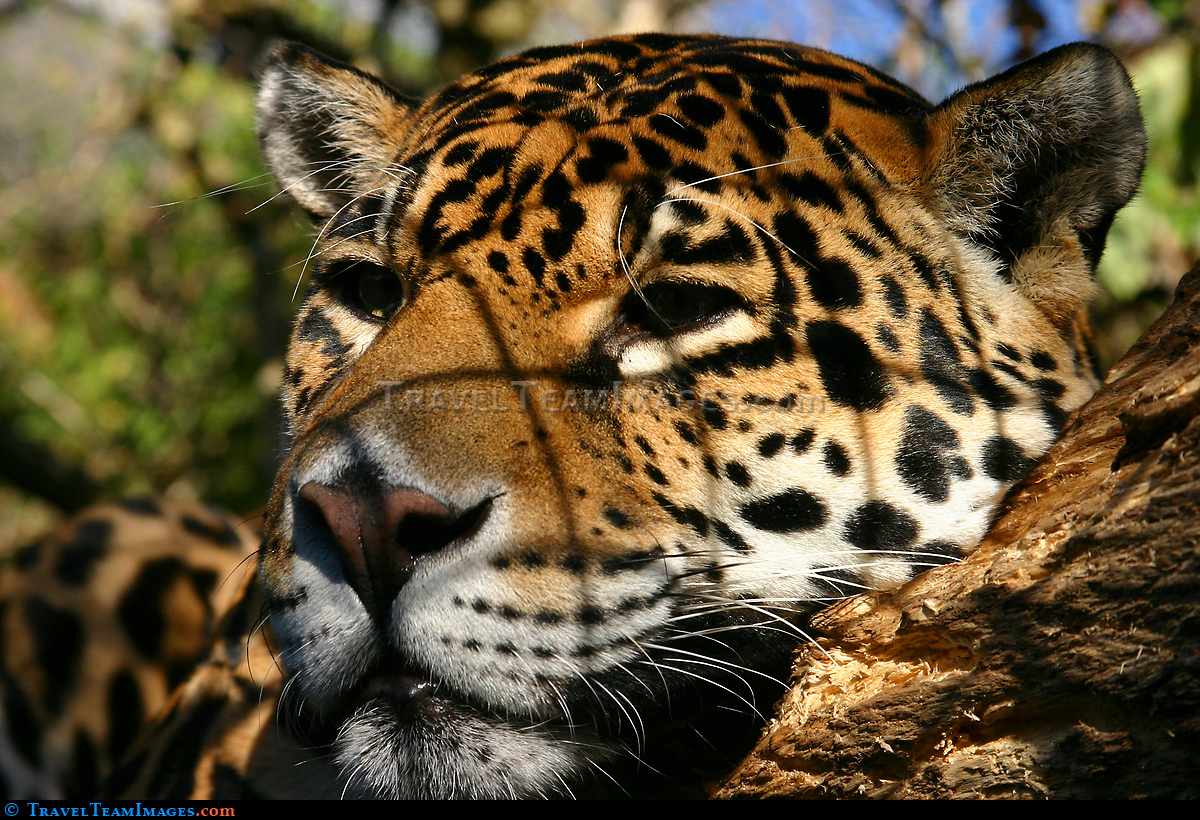 Leopard, Edinburgh Zoo