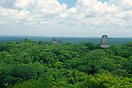 Tikal view over the tree canopy from Temple IV