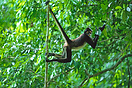 Spider monkey hanging off a vine while foraging for food in the tree c...