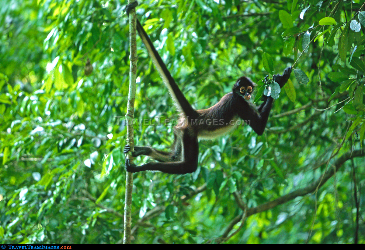 Spider Monkey