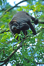 Black Howler monkey (alouatta caraya) hanging by its prehensile tail e...