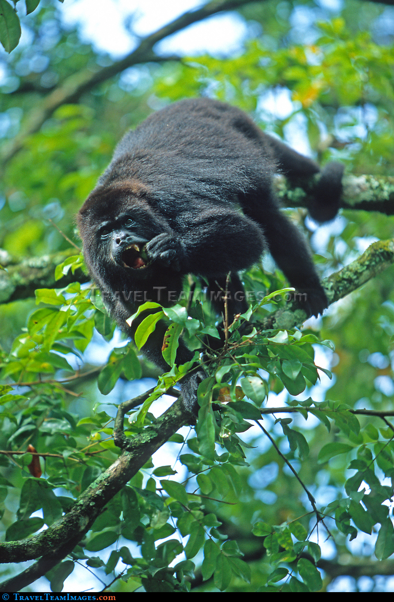 Black Howler Monkey