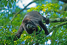 Black Howler monkey (alouatta caraya) hanging by its prehensile tail i...
