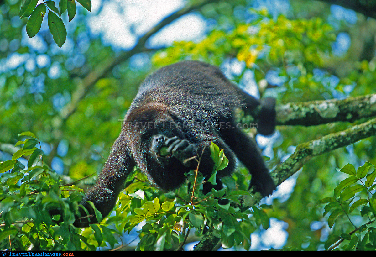 Black Howler Monkey
