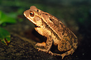 Frog at night, Cockscomb Basin Wildlife Sanctuary, Belize