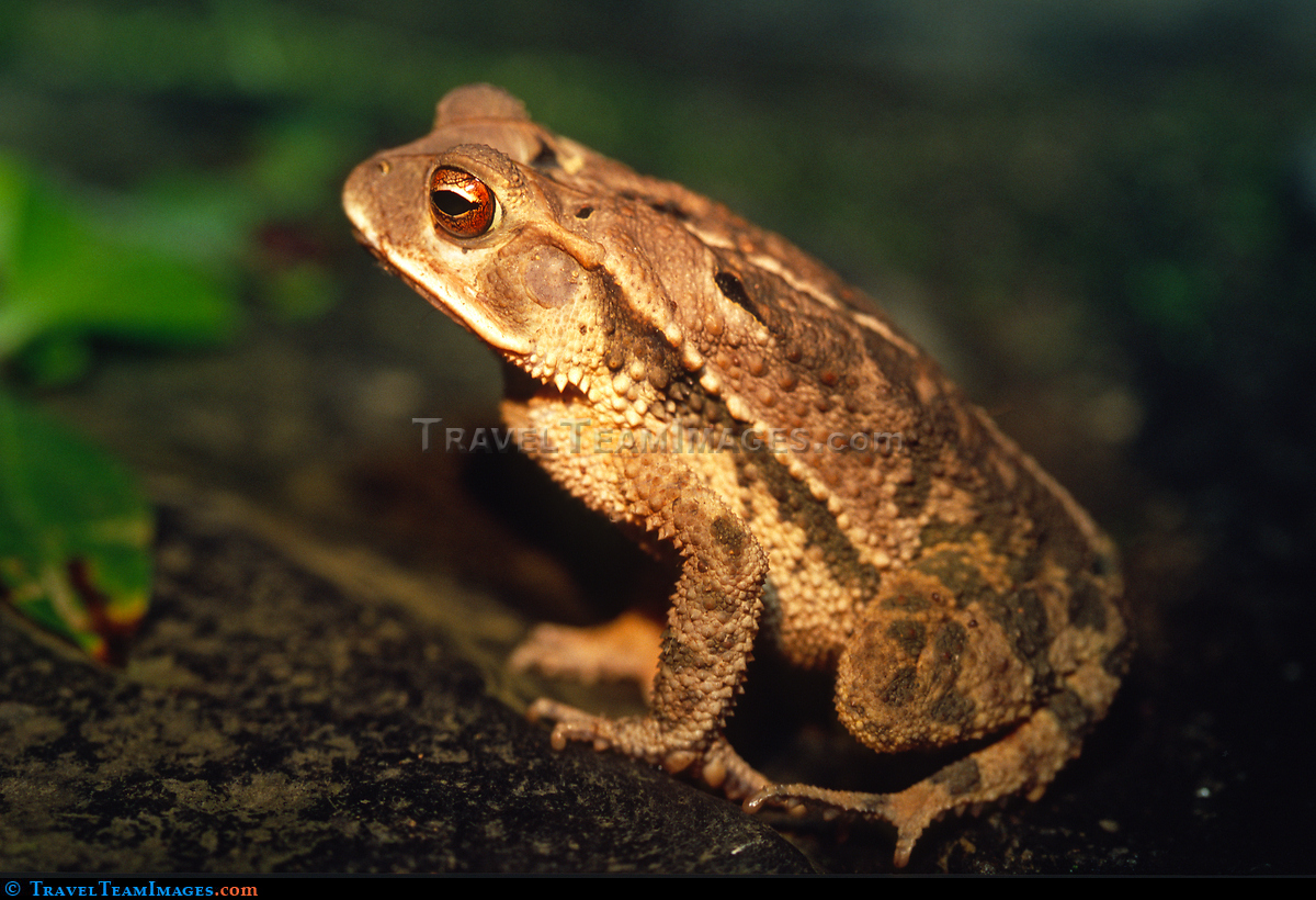 Frog at night