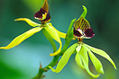 A black orchid, the National Flower of Belize