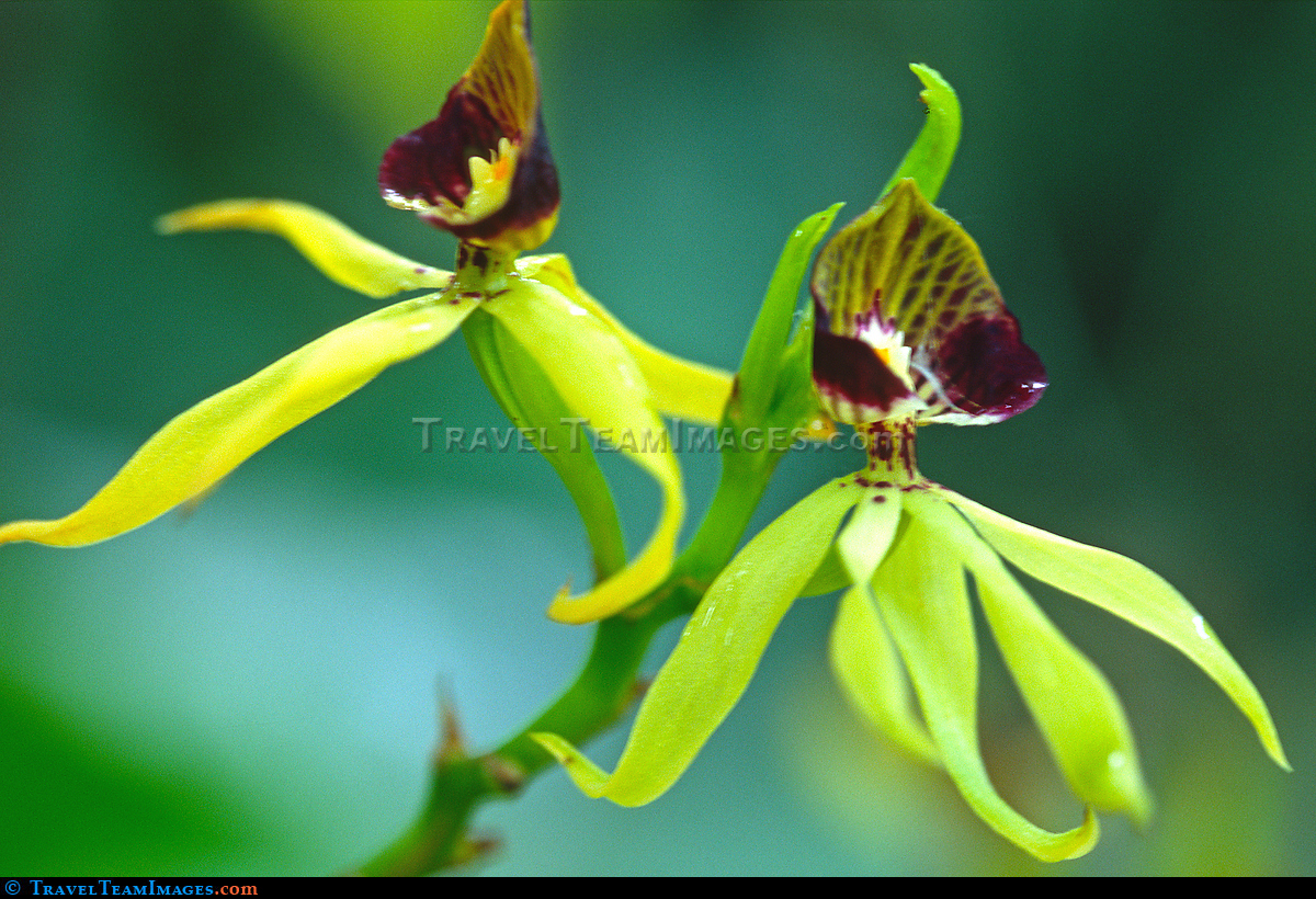 Black Orchid