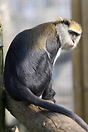 A male Lowe's Guenon (Cercopithecus campbelli lowei), Twycross Zoo