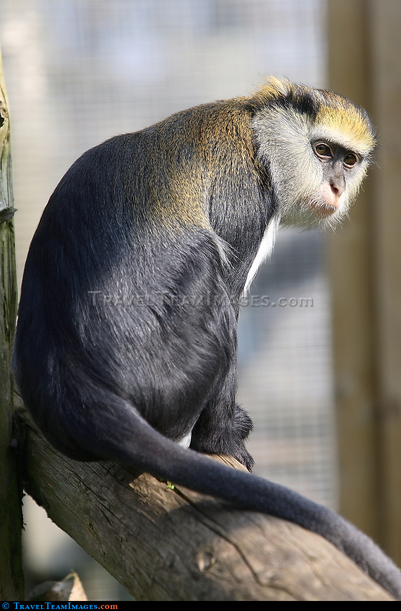 Lowe's Guenon