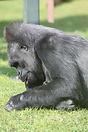 Silverback male Western Lowland Gorilla (Gorilla gorilla gorilla) at T...