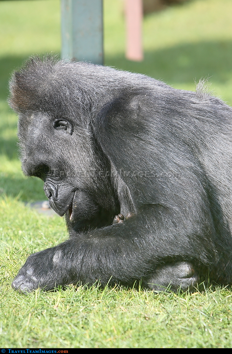 Western Lowland Gorilla