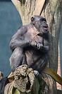 The Bonobo (Pan paniscus), until recently usually called the Pygmy Chi...