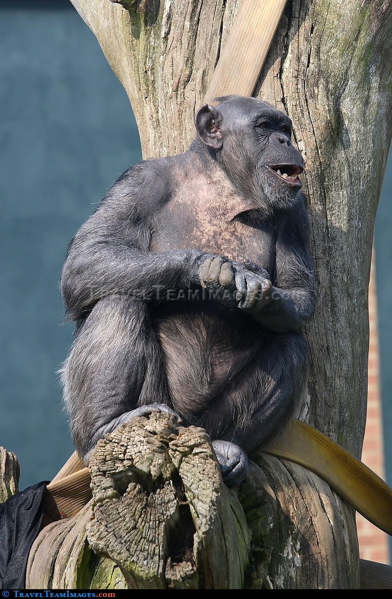 Bonobos, Twycross Zoo