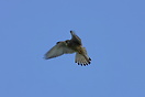 Common kestrel (Falco tinnunculus) in hover ready to swoop down on som...
