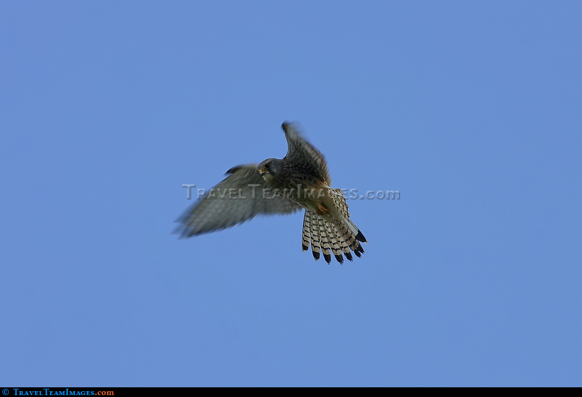 Common Kestrel