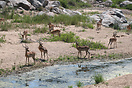 A watering hole attracts a few Impala in Kruger National Park