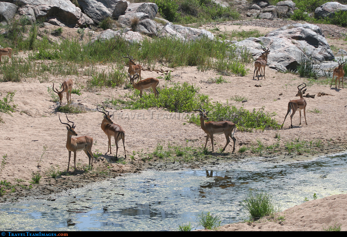 Watering Hole