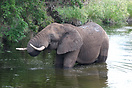 An elephant takes a dip in Kruger National Park