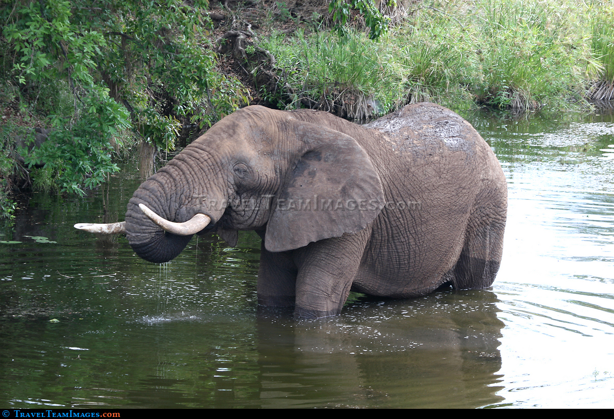 Elephant Kruger National Park