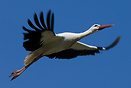 A white stork (Ciconia ciconia) on the way to its nest.