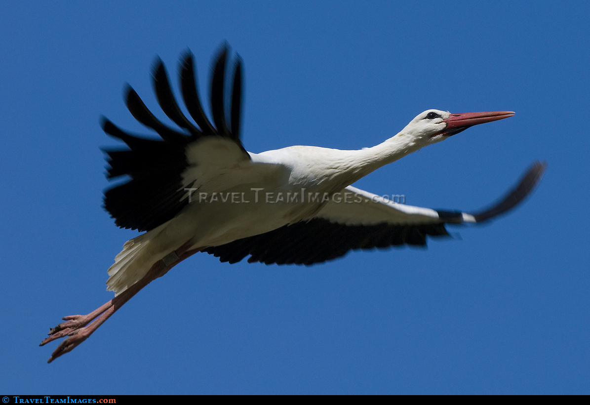 Stork in flight