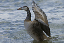 A goose on the River Thames at Putney Bridge