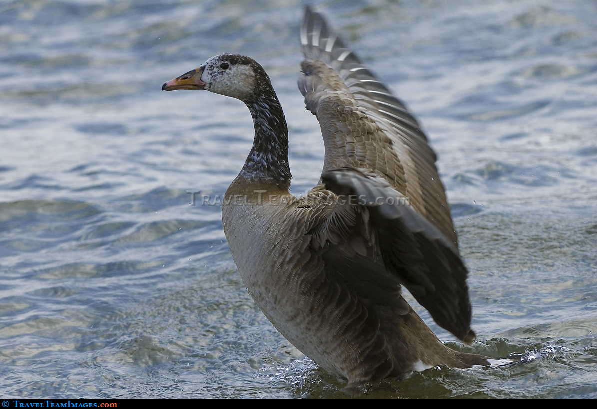 Wild Goose on Thames