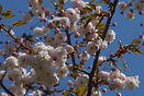 Springtime in Strasbourg