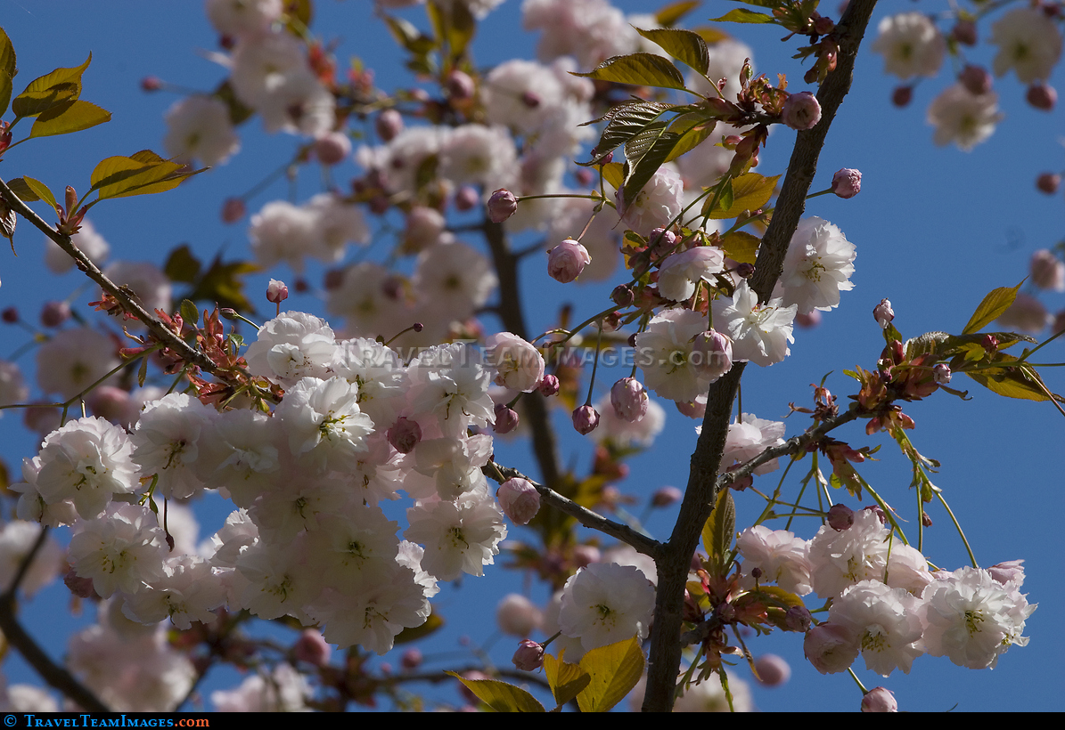 Trees in Bloom