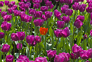 Tulips, Parc de l'Orangerie, Strasbourg