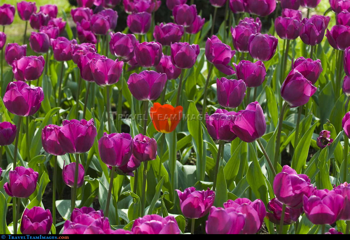Tulips