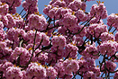 Cherry tree in bloom Parc de l'Orangerie, Strasbourg
