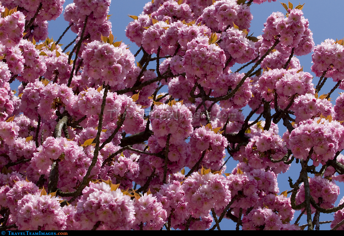 Cherry Tree in Bloom