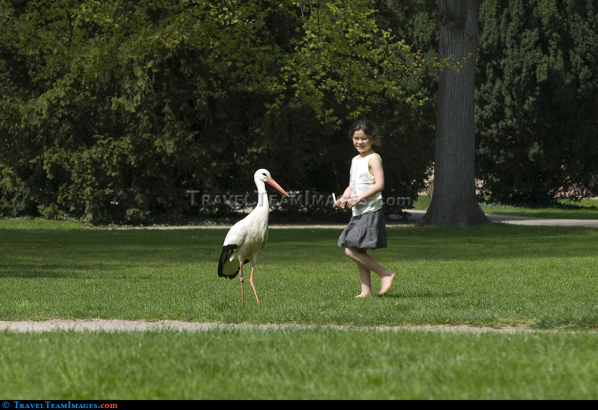 Stork and girl