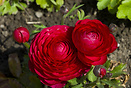 Ranunculus asiaticus (the Persian buttercup) is a flowering plant of t...