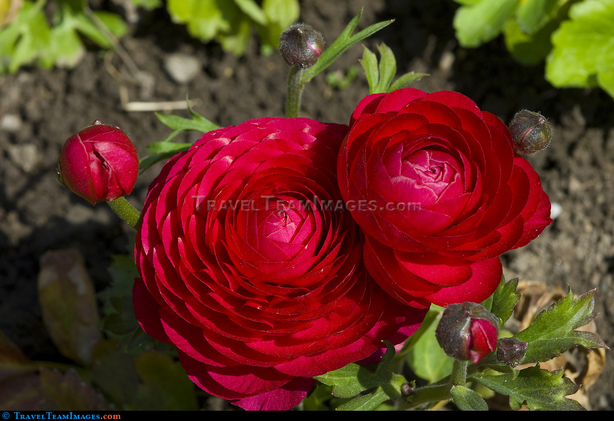 Persian Buttercup