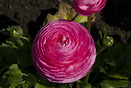 Ranunculus asiaticus (the Persian buttercup) is a flowering plant of t...