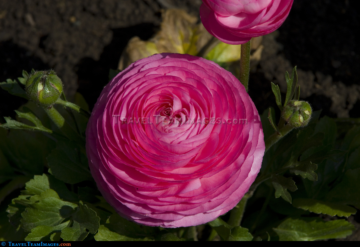 Persian Buttercup
