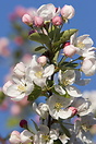 Crab apple tree in full spring bloom