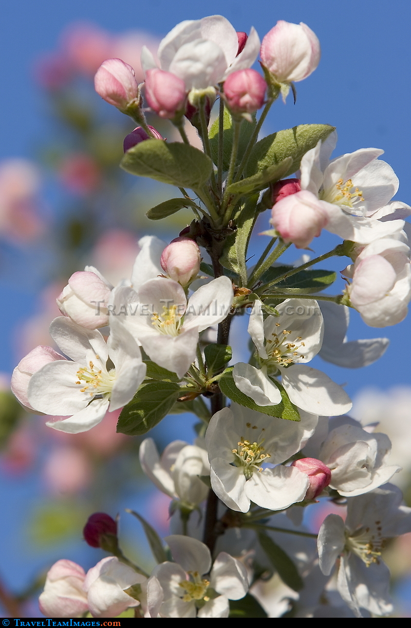 Crab Apple Tree in bloom