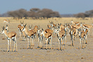 Springboks walk towards a watering hole