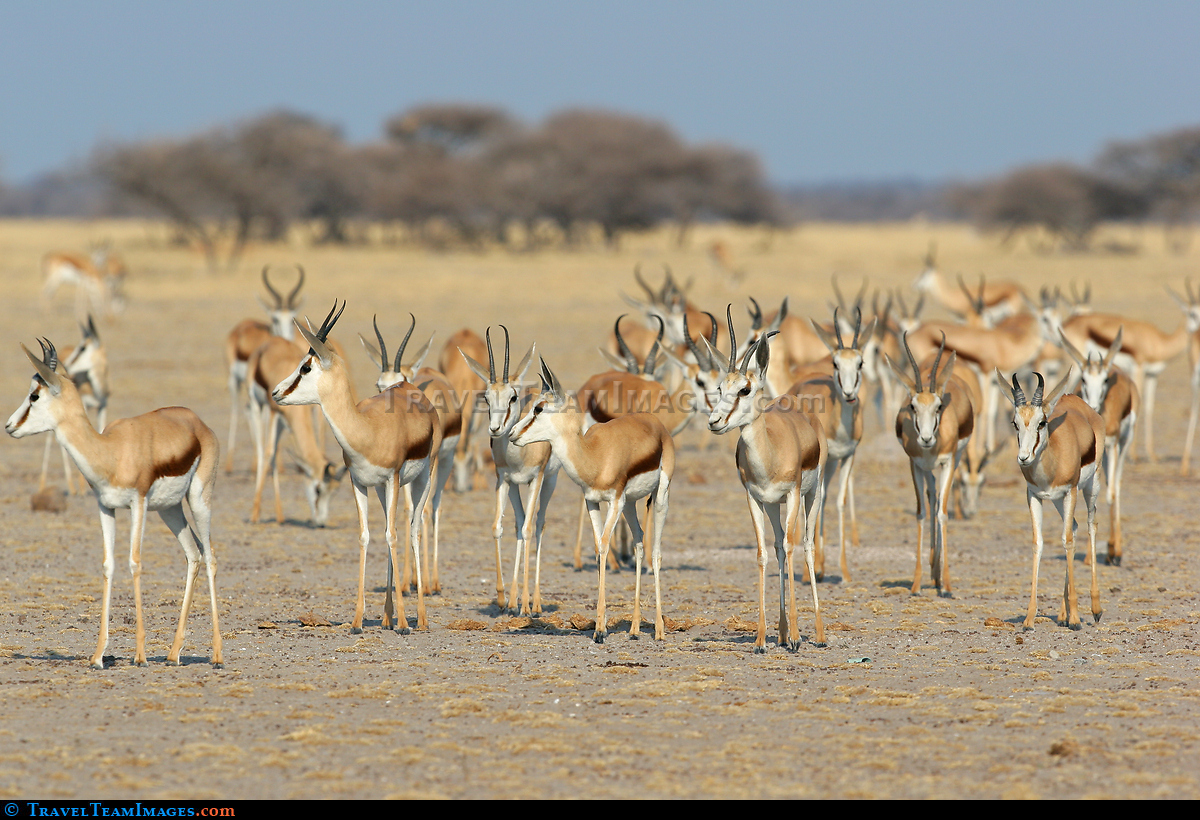Springbok herd
