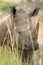 White Rhino peers through the tall grass