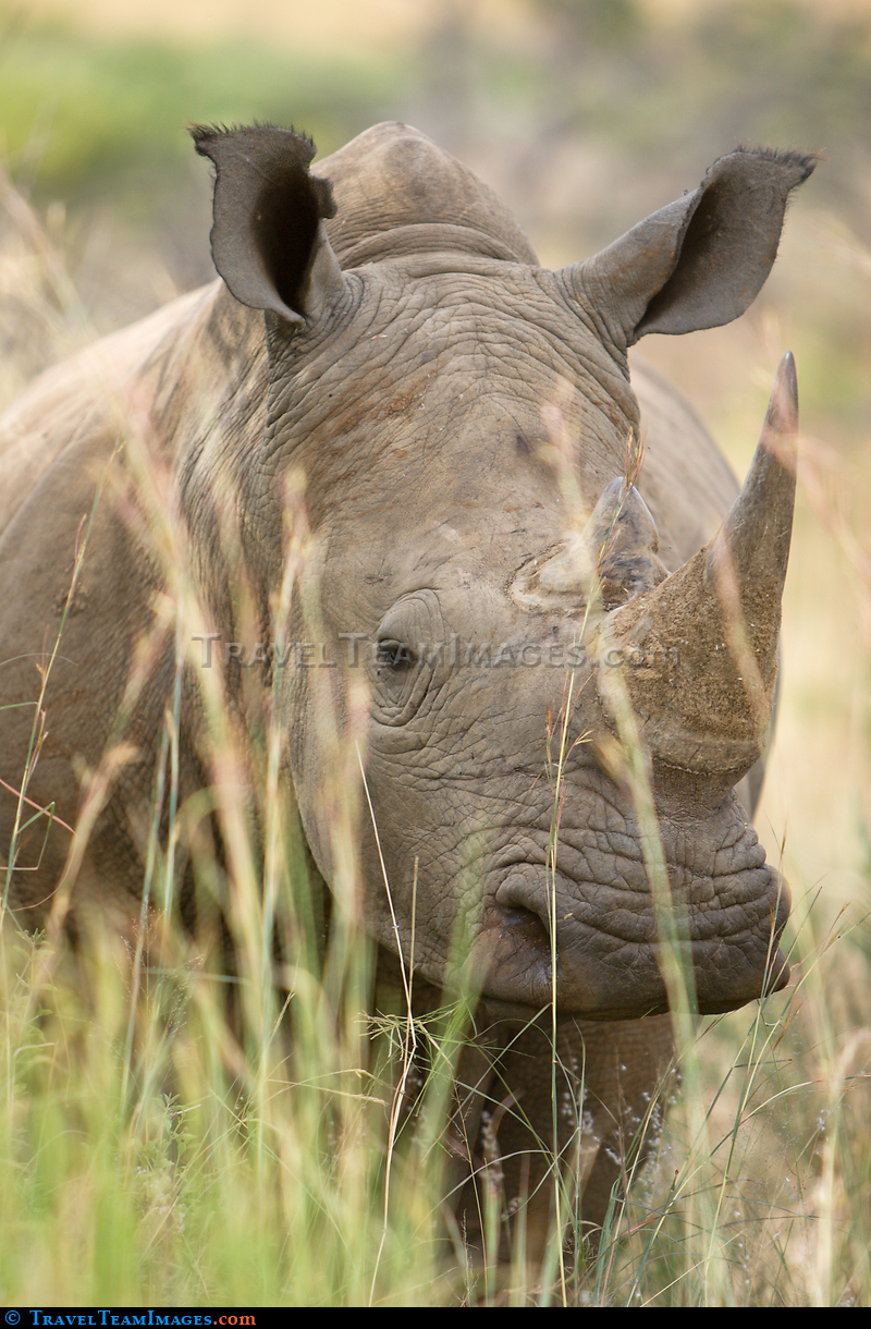 White Rhinoceros