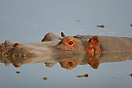 A hippo swims in the river